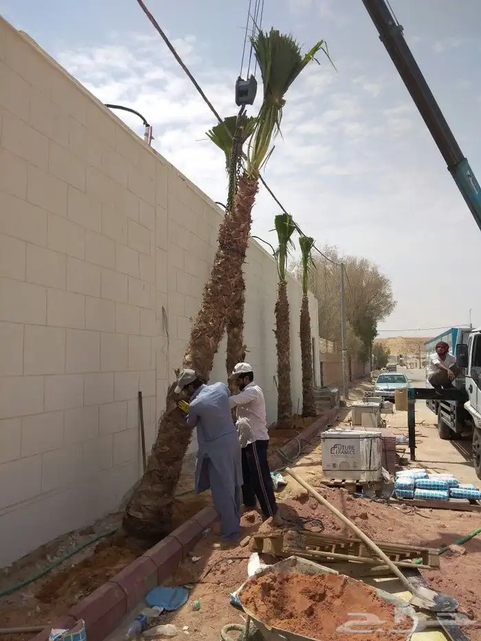 نخيل للبيع نخل مثمر مجدولي اخلاص سكري نخل واشنطني 8
