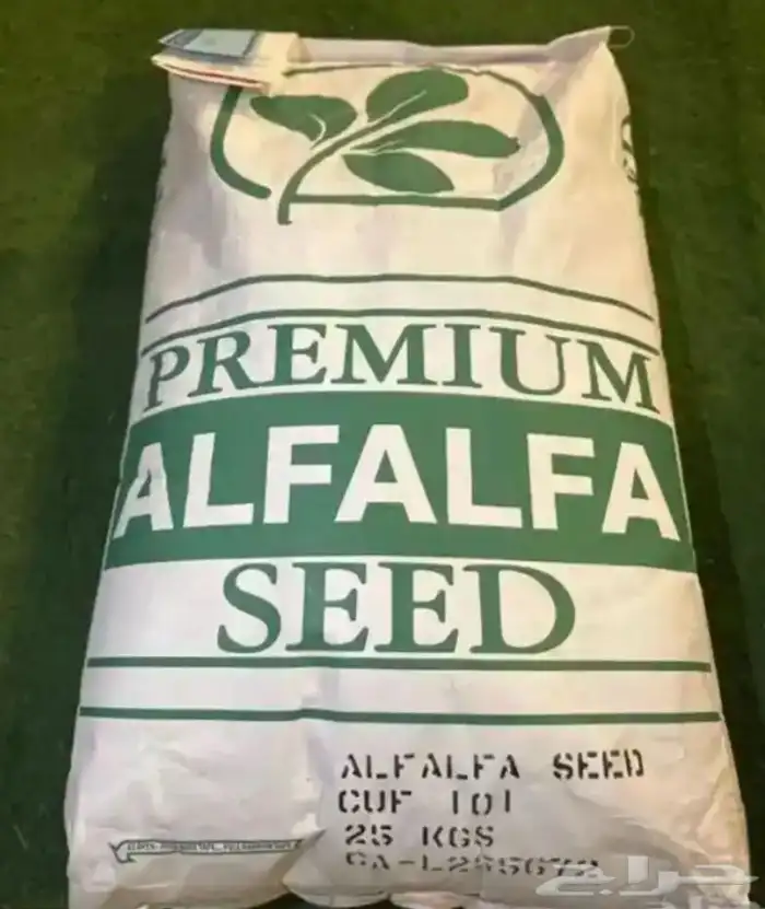 بذور برسيم 0