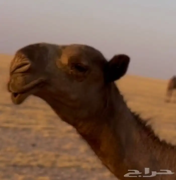 قعود قصب ولا فحل 1