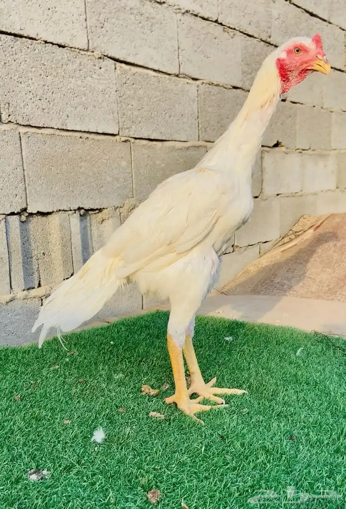 تم البيع الله يبارك لمن شراء 1