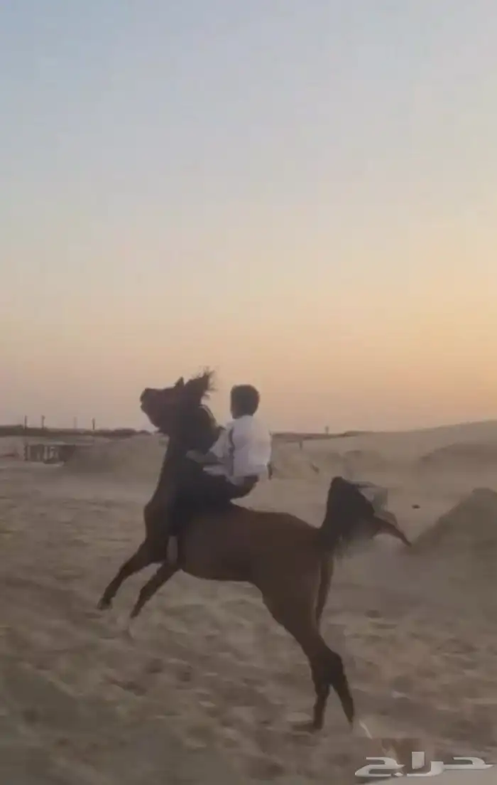 حصان شعبي شيخ للبيع 1