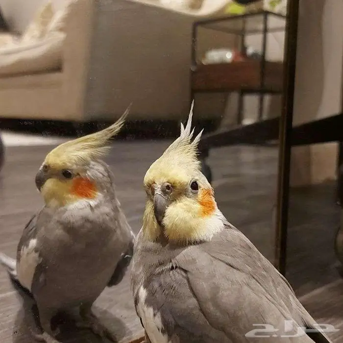 طير كروان للبيع مع سلحفاة هدية 0