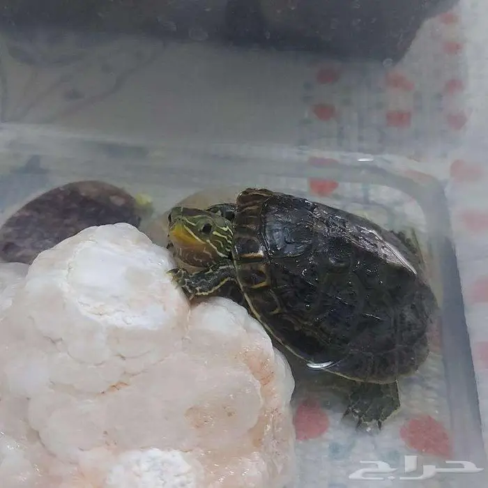 طير كروان للبيع مع سلحفاة هدية 4