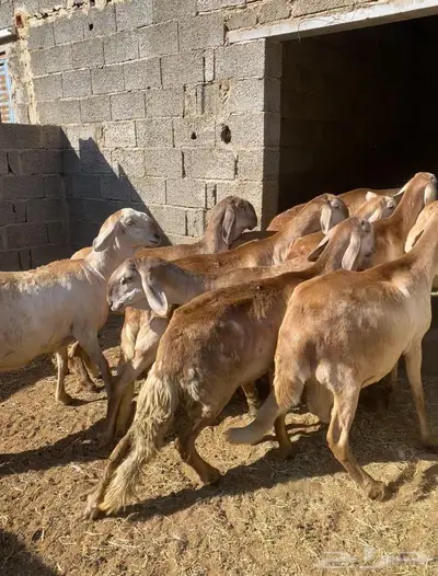 سواكن دفاع بين ماعدا واحده السن ثنايا ورباعيات وفي سدس قليل index