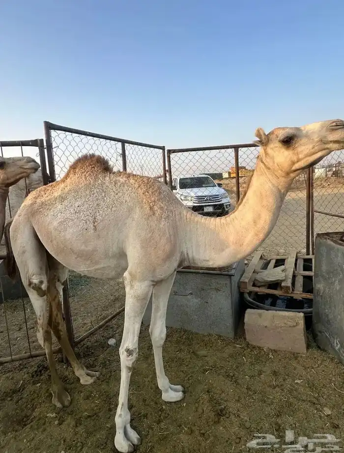 بكار 2 طيبات موقعهن تيماء 0