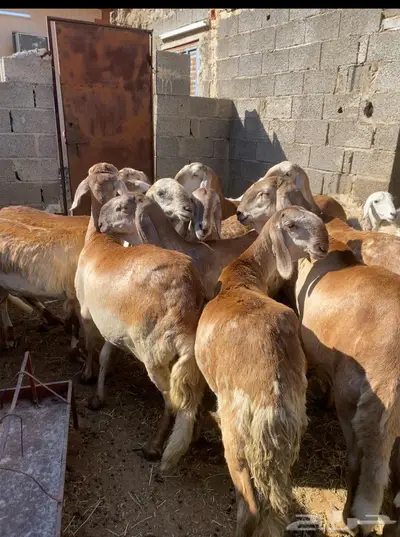 سواكن دفاع بين ماعدا واحده السن ثنايا ورباعيات وفي سدس قليل index