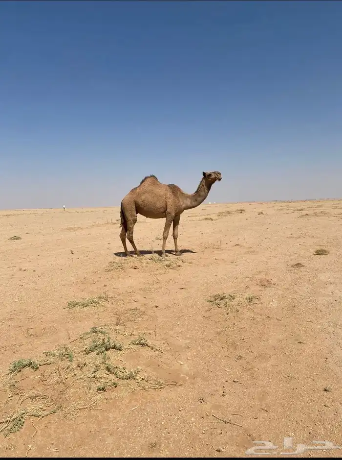 ناقه للبيع 0