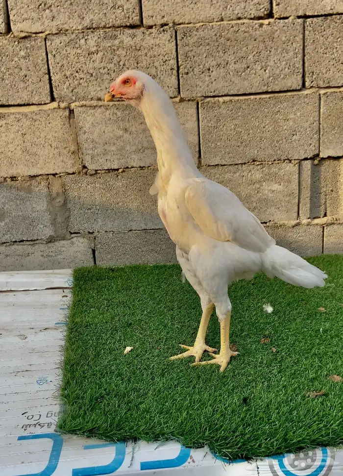 تم البيع الله يبارك لمن شراء 4