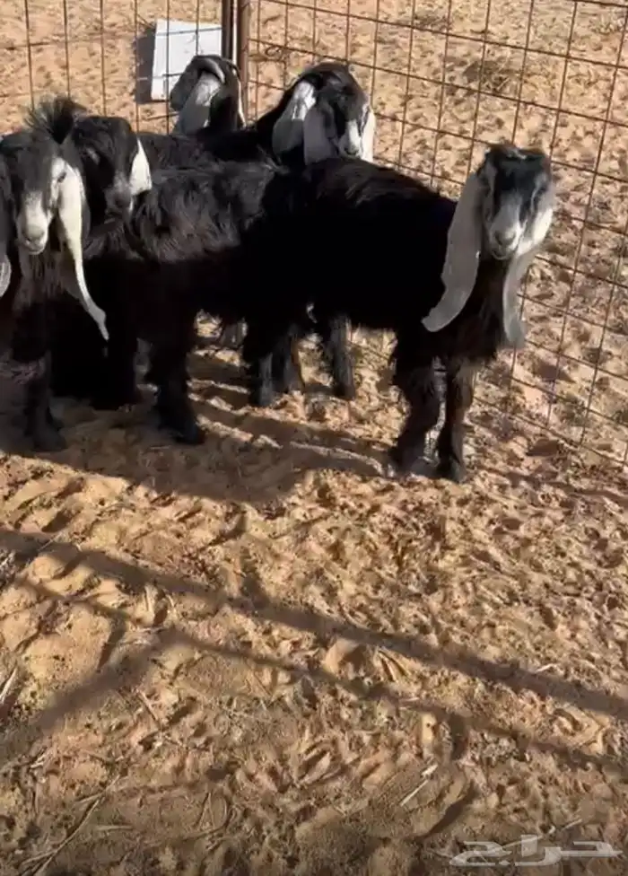 جفرات طيبه 0