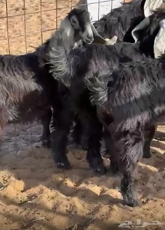 جفرات طيبه 3