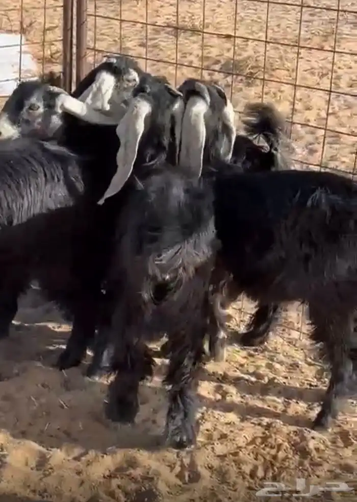 جفرات طيبه 2