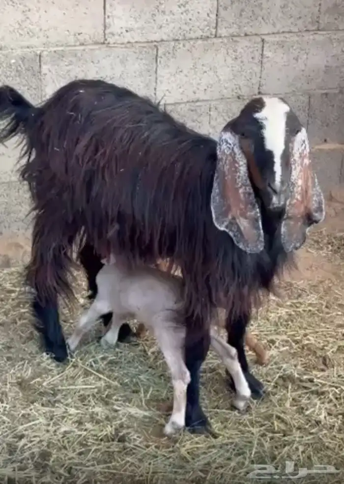 يوجد لدينا اثنتين من المعزا عوارض عليها توم 2