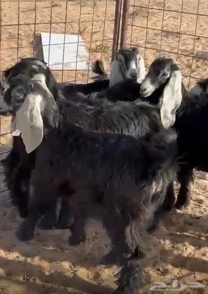 جفرات طيبه 1