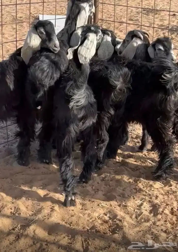 جفرات طيبه 5