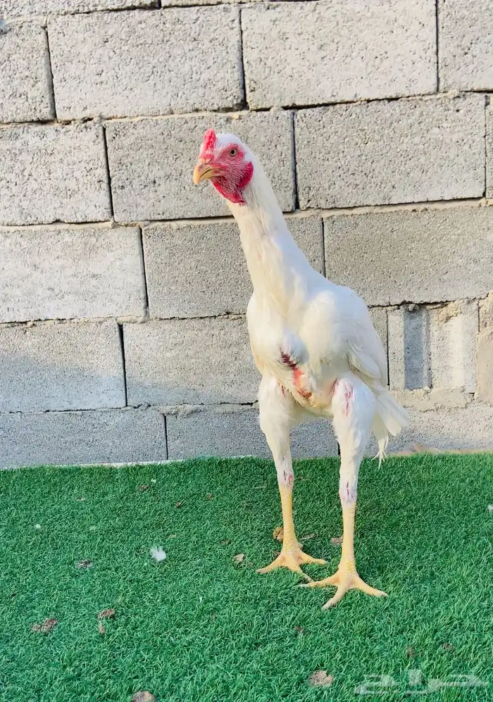 تم البيع الله يبارك لمن شراء 2