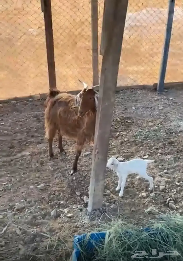 عنز تحتها جفره 0