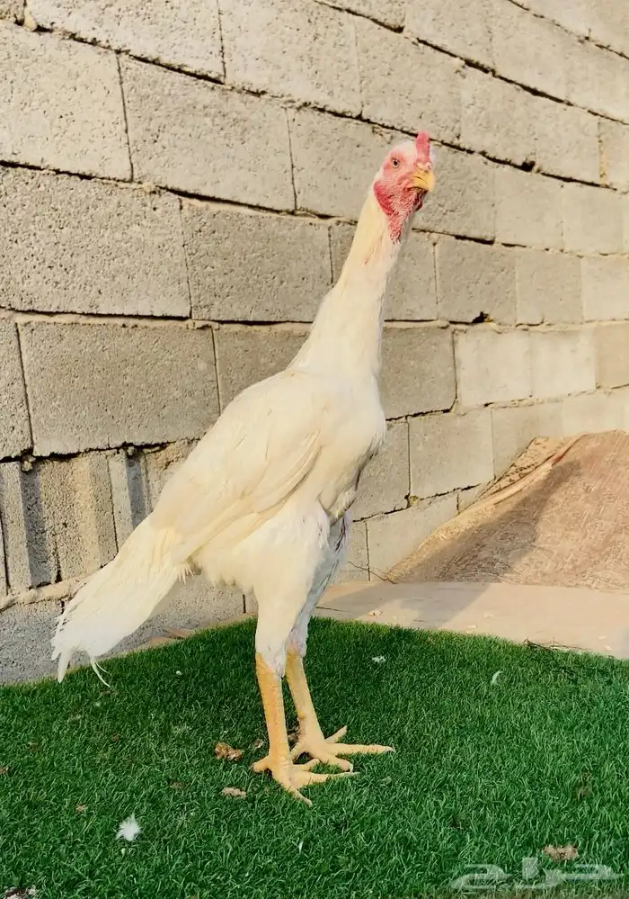 تم البيع الله يبارك لمن شراء 0