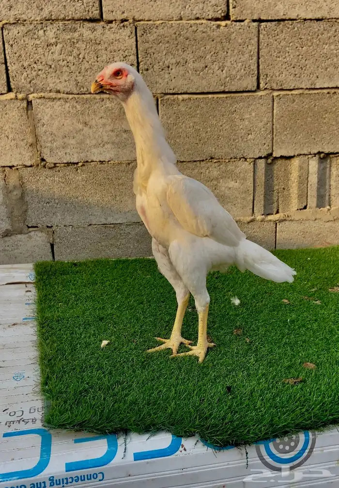 تم البيع الله يبارك لمن شراء 5