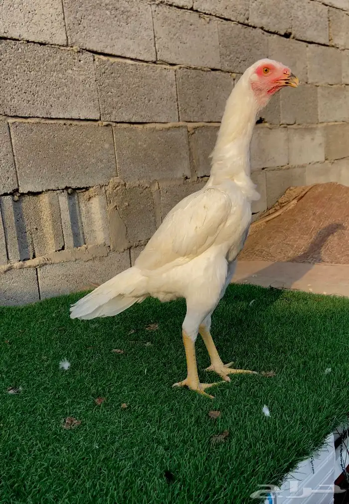 تم البيع الله يبارك لمن شراء 3