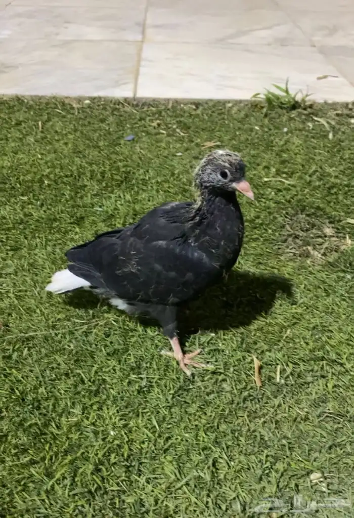 حمام جوزين مع فرخ و بيض مو مخصب للبيع 1