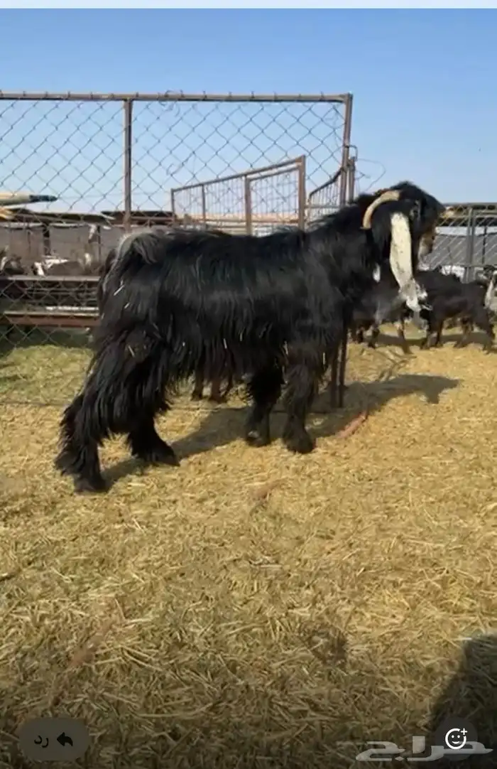فحل تيس صنف مشروط 2