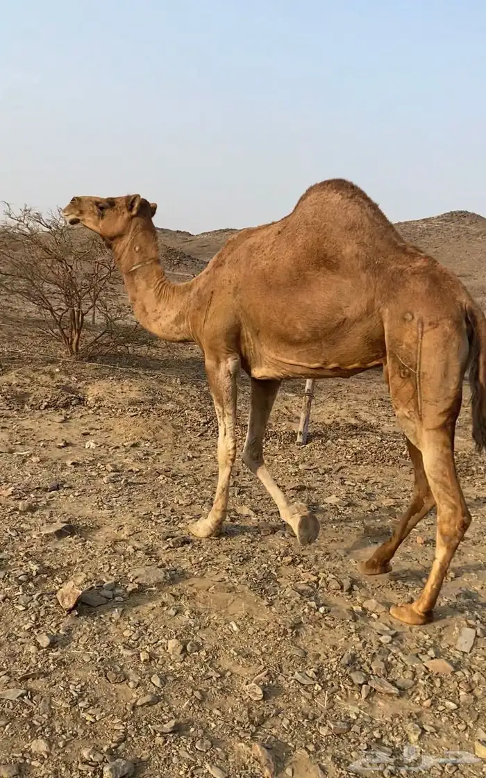 للبيع ناقه حايل مبيوع ولدها قبل شهرين الناقه تلحي 0