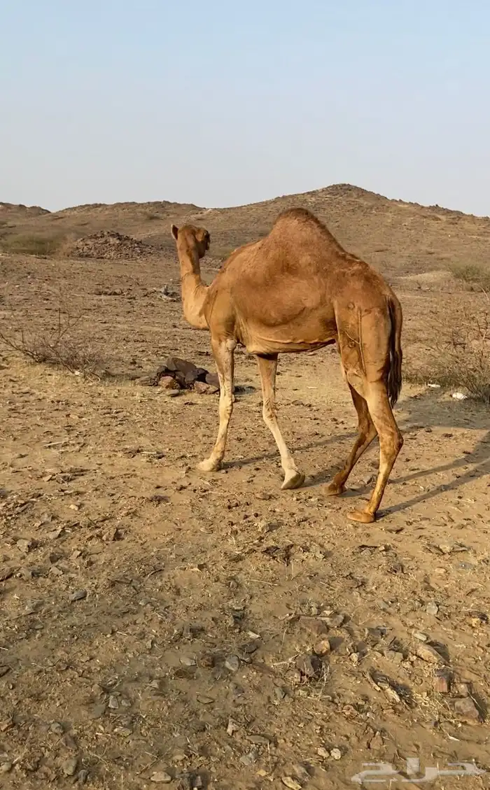 للبيع ناقه حايل مبيوع ولدها قبل شهرين الناقه تلحي 1