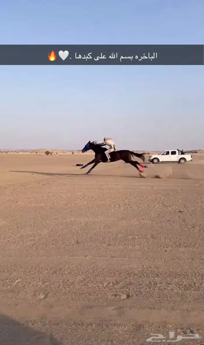 فرس سبوقق 3