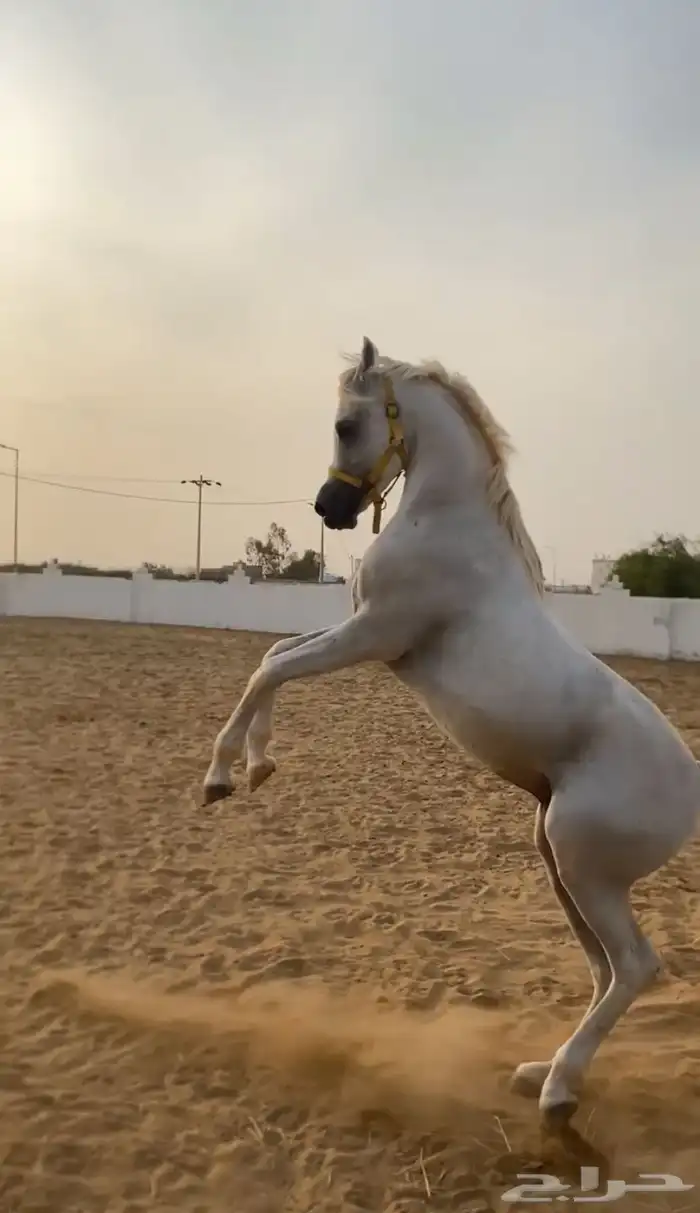 خيل 0