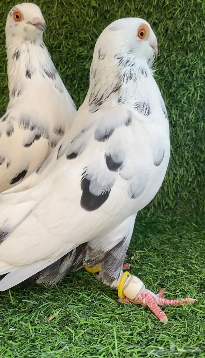 حمام شامي 1