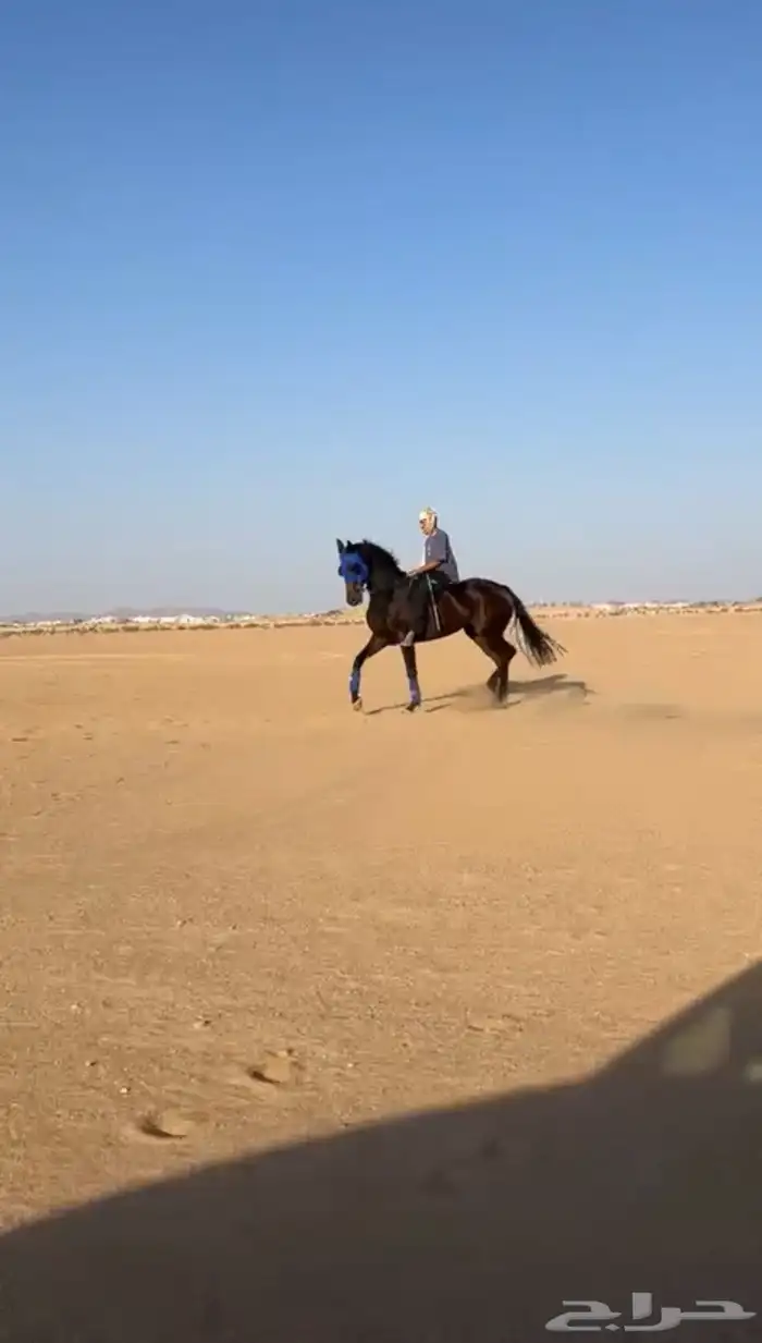 فرس سبوقق 4