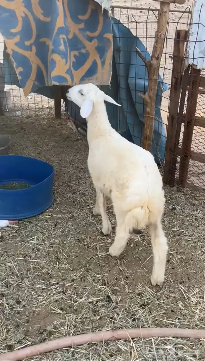 طلي ذبيحه 1