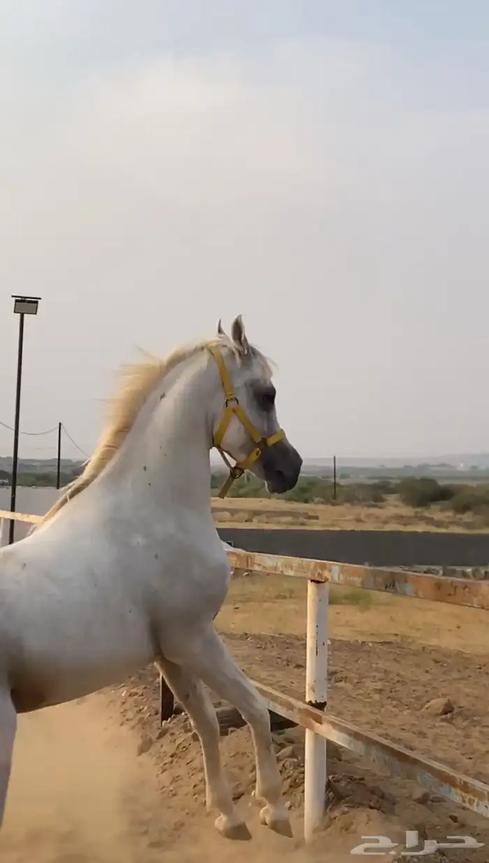 خيل 1
