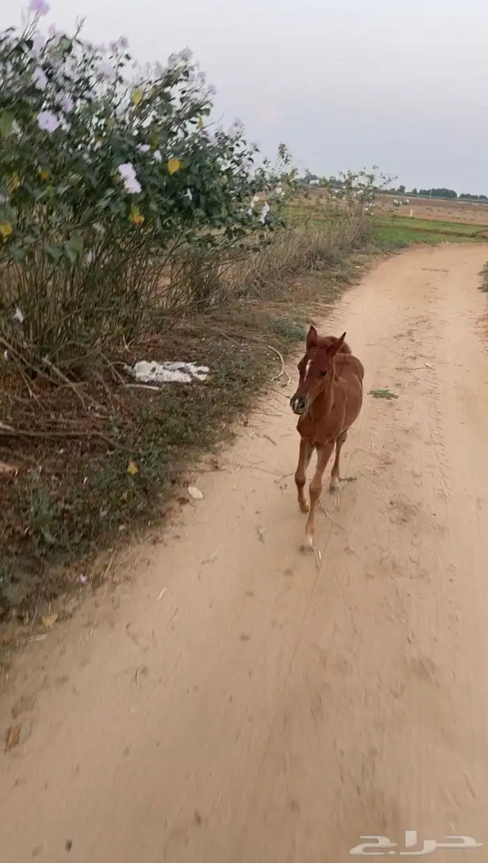 مهره شعبية 0