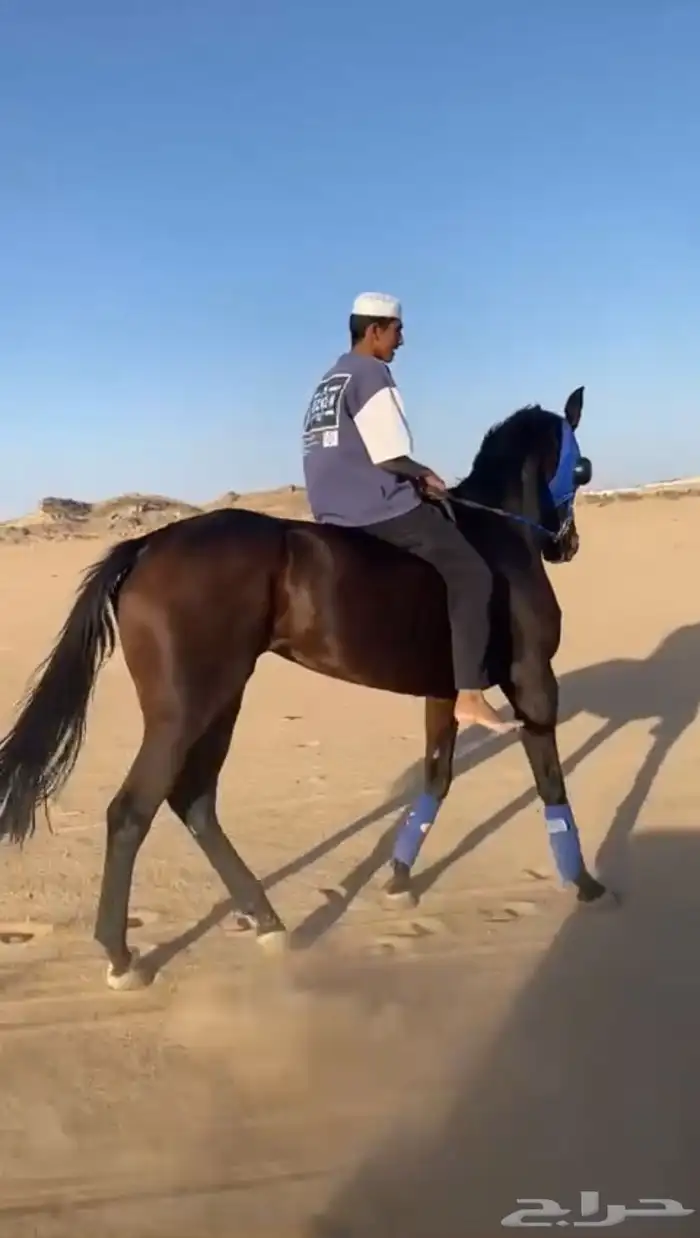 فرس سبوقق 6