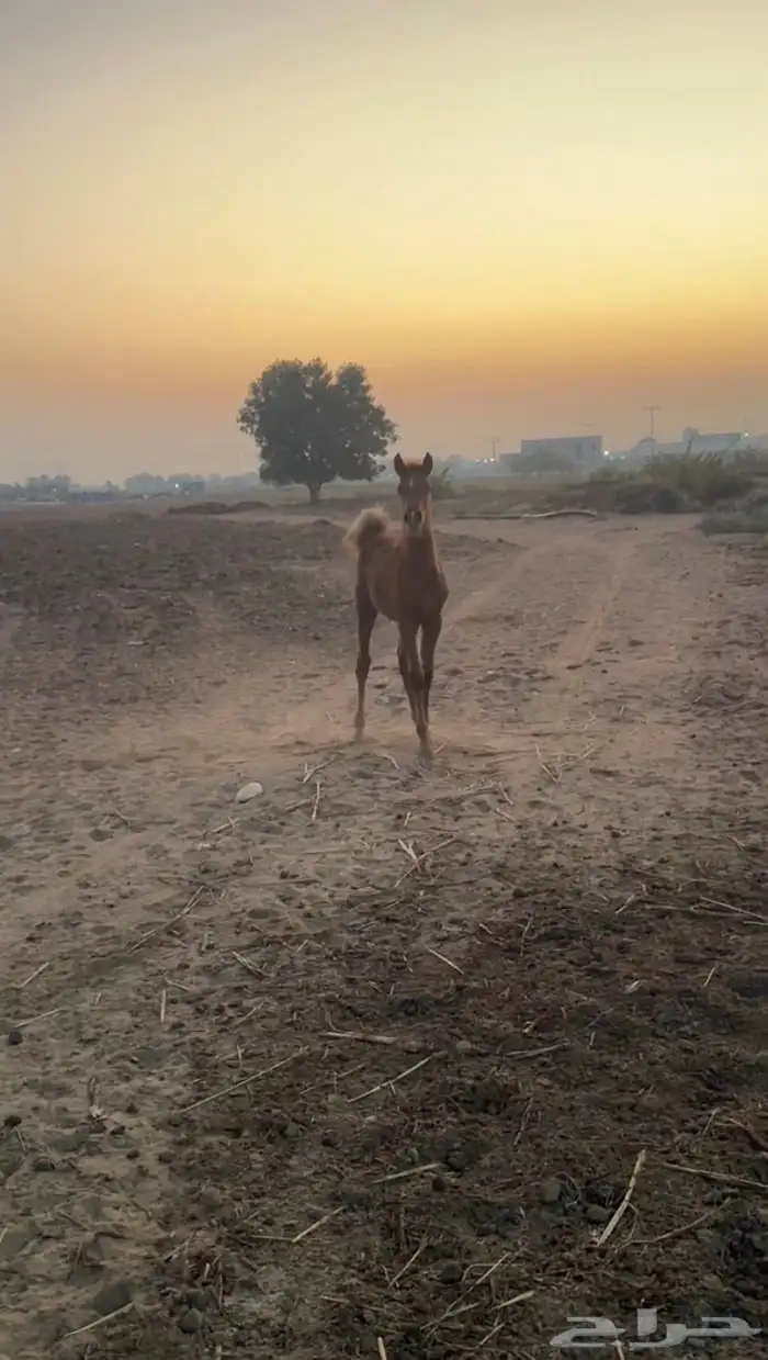 مهره شعبية 2