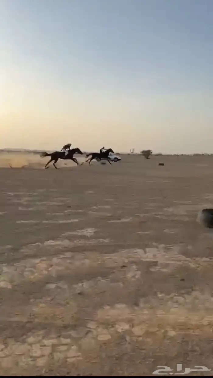 فرس سبوقق 9