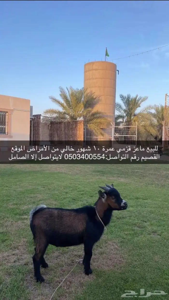 للبيع الماعز القزم 0