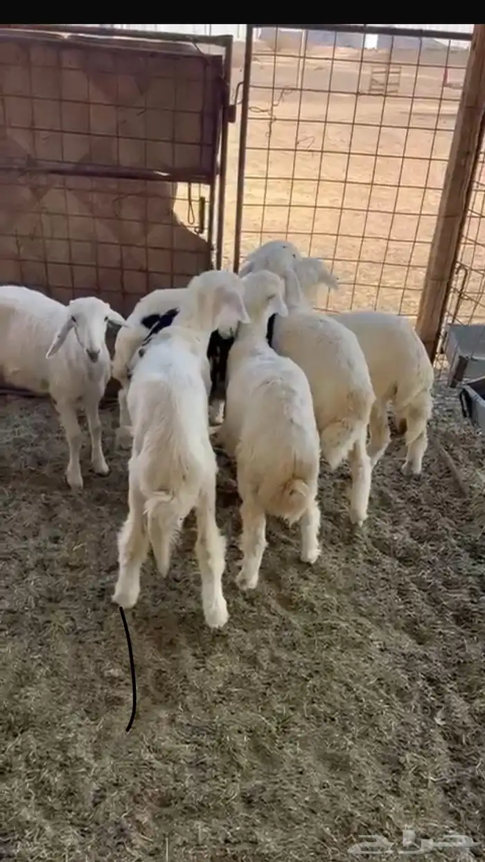 بهم 2