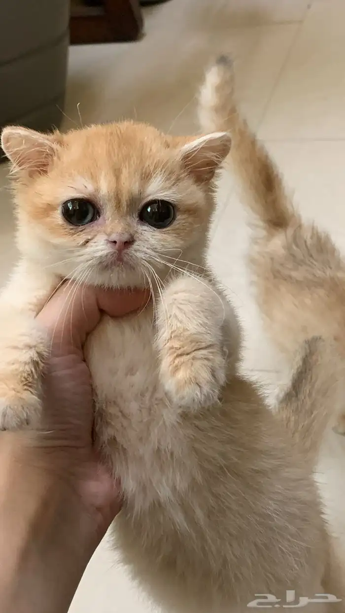 ذكر برتش للبيع 0