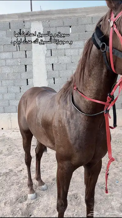حصان شعبي سبققق index