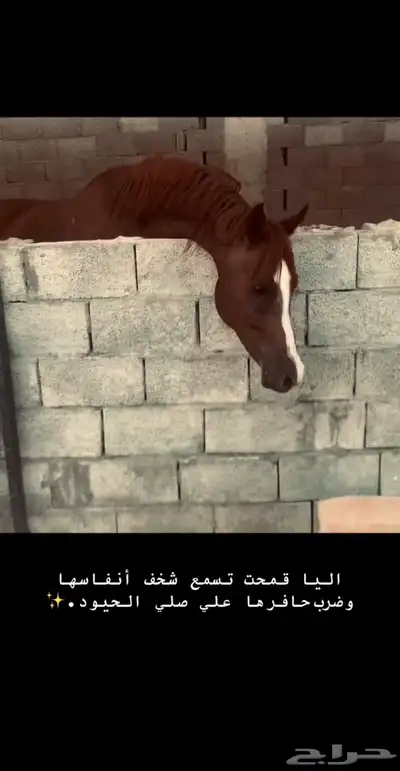 حصان شعبي سبققق index