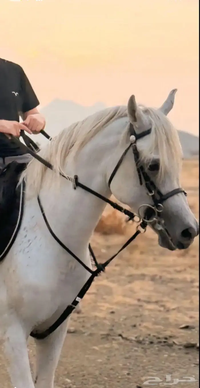 حصان شعبي للبيع 1