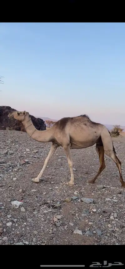 ناقة index