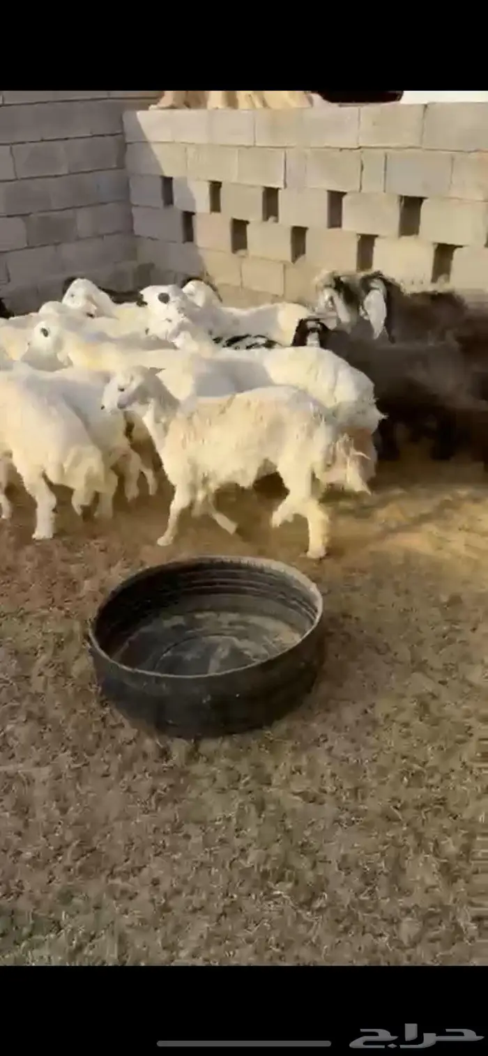 طليان وتيوس 0