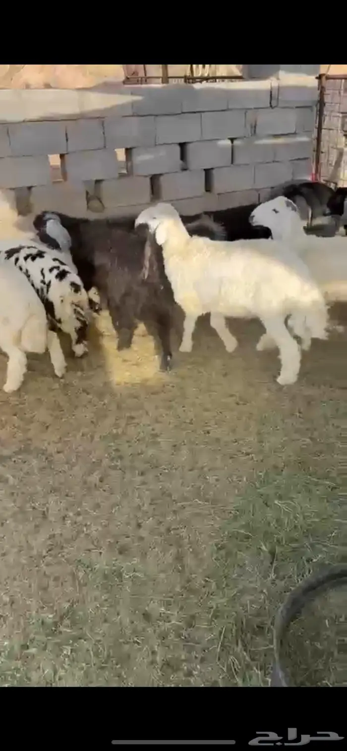طليان وتيوس 1