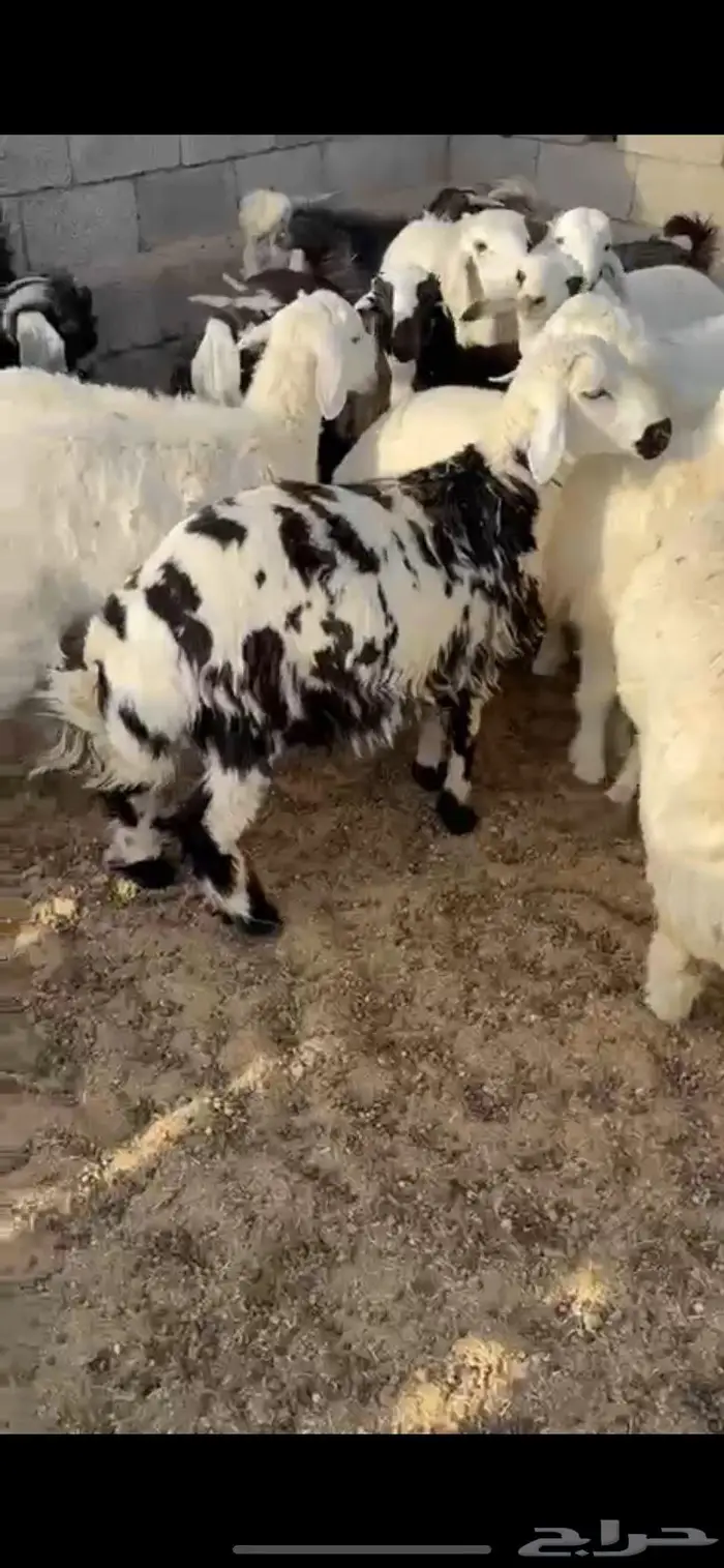طليان وتيوس 6