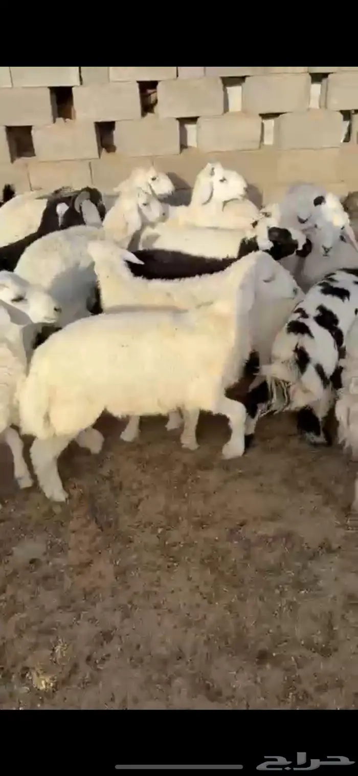 طليان وتيوس 5