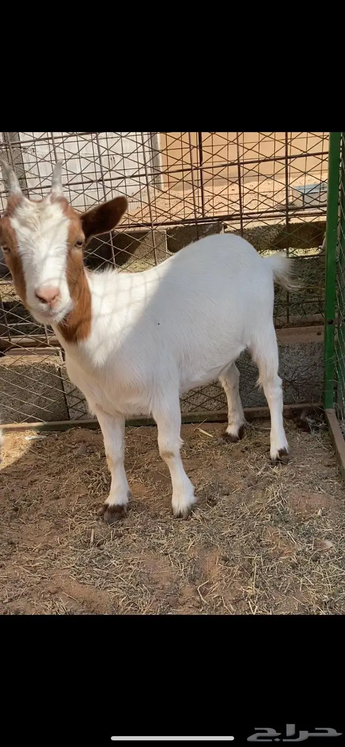 جفره وتيس غزميات 0