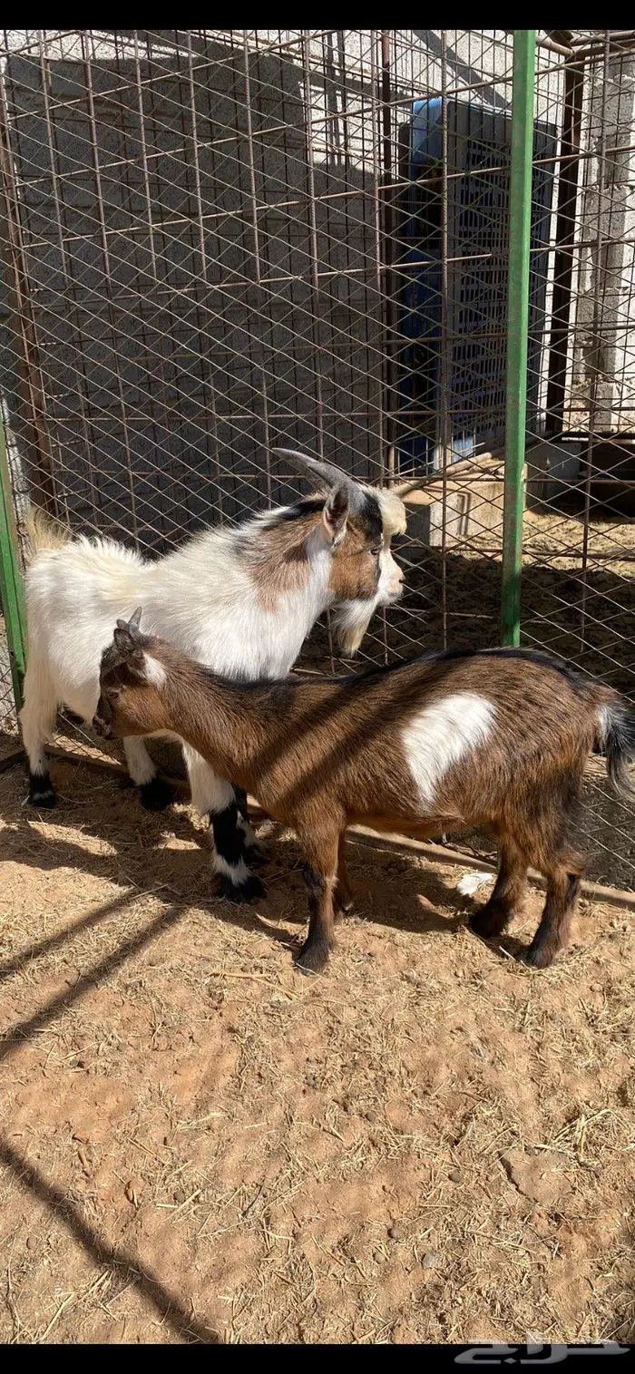 حفره وتيس قزميات انتاج مستوى طيب 2